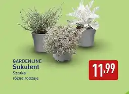 ALDI Sukulent Gardenline oferta