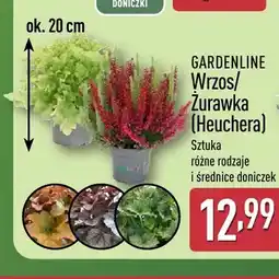 ALDI Wrzos Gardenline oferta