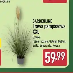 ALDI Trawa pampasowa Xxl Evita Gardenline oferta