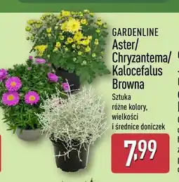 ALDI Aster Gardenline oferta