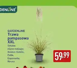 ALDI Trawa pampasowa Xxl Gardenline Golden Goblin oferta