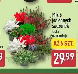 ALDI Mix 6 jesiennych sadzonek Gardenline oferta