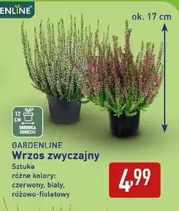 ALDI Wrzos zwyczajny Gardenline oferta