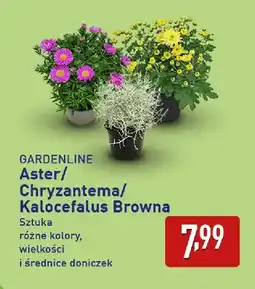 ALDI Aster Gardenline oferta