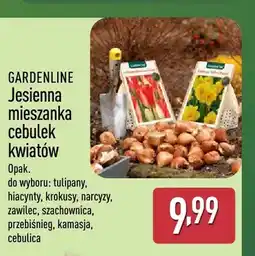 ALDI Jesienna mieszanka cebulek kwiatów tulipany Gardenline oferta