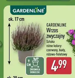 ALDI Wrzos zwyczajny Gardenline oferta