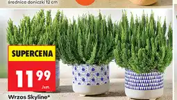 Biedronka Wrzos Skyline* średnica doniczki 12 cm oferta
