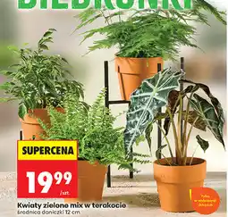 Biedronka Kwiaty zielone mix w terakocie średnica doniczki 12 cm oferta