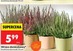 Biedronka Wrzos doniczkowy* średnica doniczki 11 cm oferta