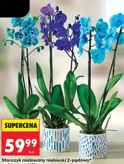 Biedronka Storczyk malowany niebieski 2-pędowy* średnica doniczki 12 cm oferta