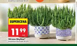 Biedronka Wrzos Skyline oferta