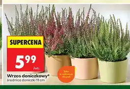 Biedronka Wrzos doniczkowy oferta