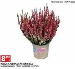 Merkury Market WRZOS CALLUNA GARDEN GIRLS oferta