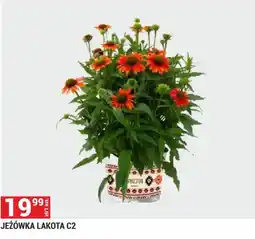 Merkury Market Jeżówka Lakota C2 oferta
