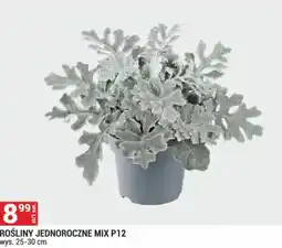 Merkury Market ROŚLINY JEDNOROCZNE MIX P12 oferta