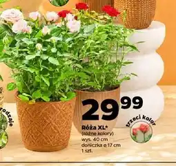 Netto Róża 40 cm oferta