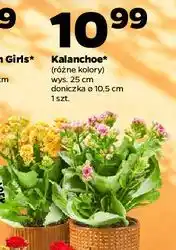 Netto Kalanchoe oferta