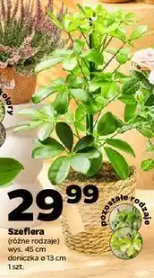 Netto Szeflera 13 cm oferta