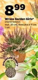 Netto Wrzos garden girls donica 11 cm oferta