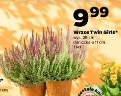 Netto Wrzos twin śr. don. 11 cm oferta