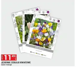 Merkury Market Cebulki kwiatowe Krokus oferta