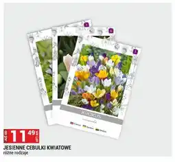 Merkury Market Jesienne cebulki kwiatowe oferta