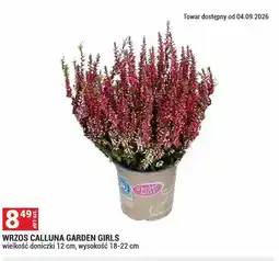 Merkury Market Wrzos calluna Garden Girls oferta