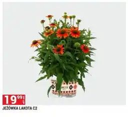 Merkury Market Jeżówka Lakota oferta
