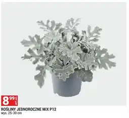 Merkury Market Rośliny jednoroczne mix oferta