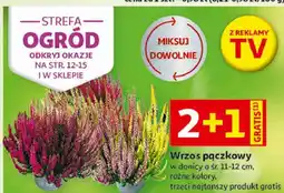 Auchan Wrzos pączkowy w donicy oferta
