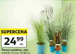 Auchan Trawy ozdobne, mix oferta