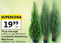 Auchan Thuja Smaragd lub jałowiec kolumnowy Blue Arrow oferta