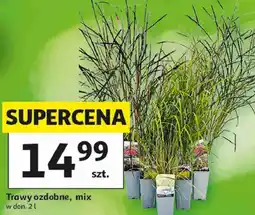 Auchan Trawy ozdobne, mix w donicy oferta