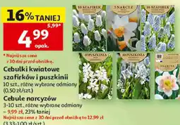 Auchan Cebulki kwiatowe szafirków i puszkinni lub Cebule narcyzów oferta