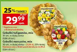 Auchan Cebulki tulipanów lub Cebulki narcyzów, mix oferta