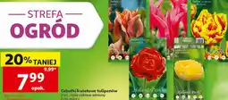 Auchan Cebulki kwiatowe tulipanów Holland Park oferta