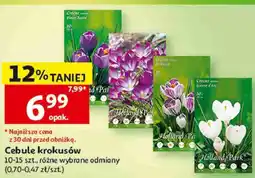 Auchan Cebule krokusów Holland Park oferta