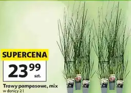 Auchan Trawy pampasowe, mix oferta
