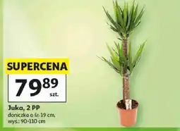 Auchan Juka, 2 PP oferta