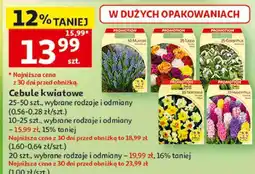 Auchan Cebule kwiatowe w dużych opakowaniach oferta
