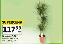 Auchan Dracena, 3 PP oferta