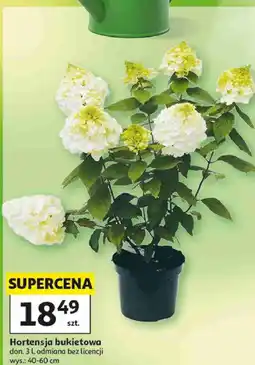 Auchan Hortensja bukietowa oferta