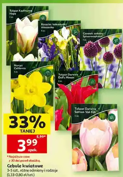 Auchan Cebule kwiatowe oferta