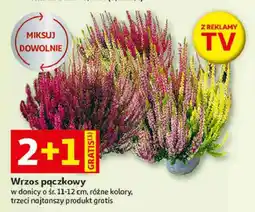 Auchan Wrzos pączkowy oferta