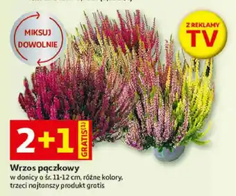 Wrzos pączkowy