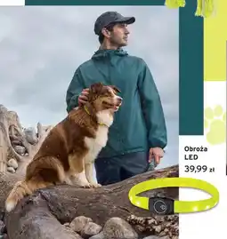 Tchibo Obroża LED oferta