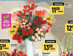 Polomarket Róże oferta