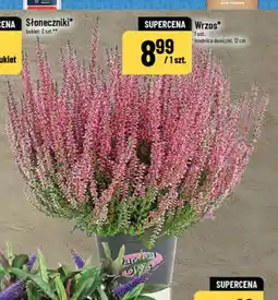Polomarket Wrzos oferta