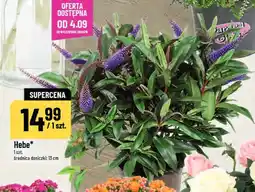 Polomarket Hebe oferta