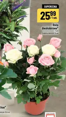 Polomarket Róża dwukolorowa oferta